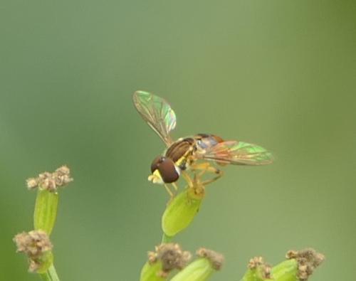 Toxomerus floralis